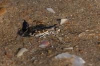 Cylindera trisignata