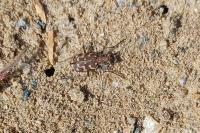 Lophyra flexuosa
