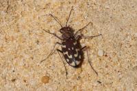 Lophyra flexuosa