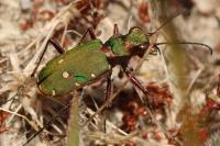 Cicindela campestris
