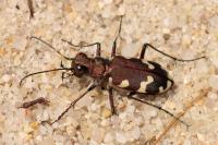 Cicindela hybrida