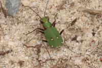 Cicindela campestris