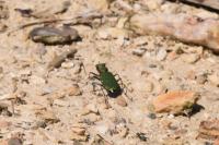 Cicindela campestris