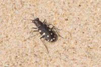 Calomera littoralis