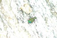 Cicindela campestris