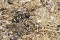 Cicindela hybrida