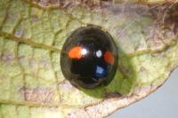 Chilocorus renipustulatus