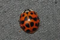 Harmonia axyridis