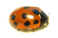 Coccinella undecimpunctata