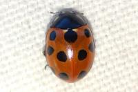 Coccinella undecimpunctata