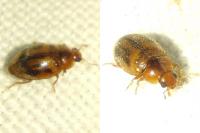 Rhyzobius chrysomeloides
