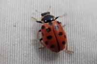 Hippodamia tredecimpunctata