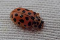 Anisosticta novemdecimpunctata