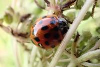 Harmonia axyridis