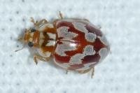 Myrrha octodecimguttata