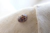 Tytthaspis sedecimpunctata