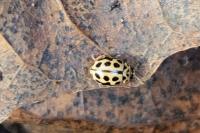 Tytthaspis sedecimpunctata