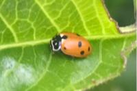 Hippodamia variegata