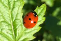 Coccinella septempunctata