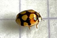Adalia decempunctata