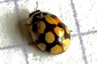 Adalia decempunctata