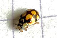 Adalia decempunctata