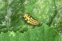 Psyllobora vigintiduopunctata