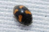 Nephus quadrimaculatus