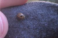 Aphidecta obliterata