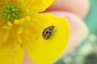 Tytthaspis sedecimpunctata