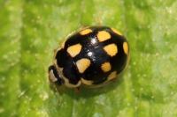 Propylea quatuordecimpunctata