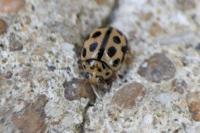 Tytthaspis sedecimpunctata