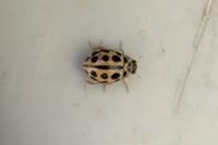 Tytthaspis sedecimpunctata