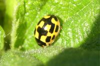 Propylea quatuordecimpunctata