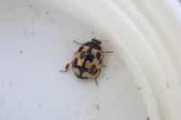 Propylea quatuordecimpunctata
