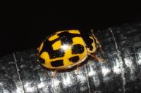 Propylea quatuordecimpunctata