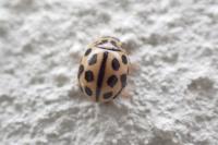 Tytthaspis sedecimpunctata