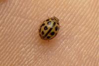 Tytthaspis sedecimpunctata