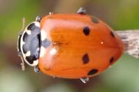 Hippodamia variegata