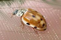 Harmonia quadripunctata