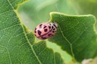 Oenopia conglobata