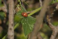 Henosepilachna argus