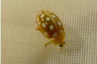 Halyzia sedecimguttata