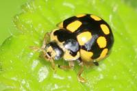 Propylea quatuordecimpunctata