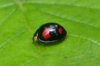 Harmonia axyridis
