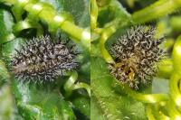 Henosepilachna argus