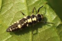 Propylea quatuordecimpunctata
