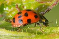 Harmonia axyridis