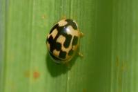 Propylea quatuordecimpunctata