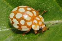 Sospita vigintiguttata